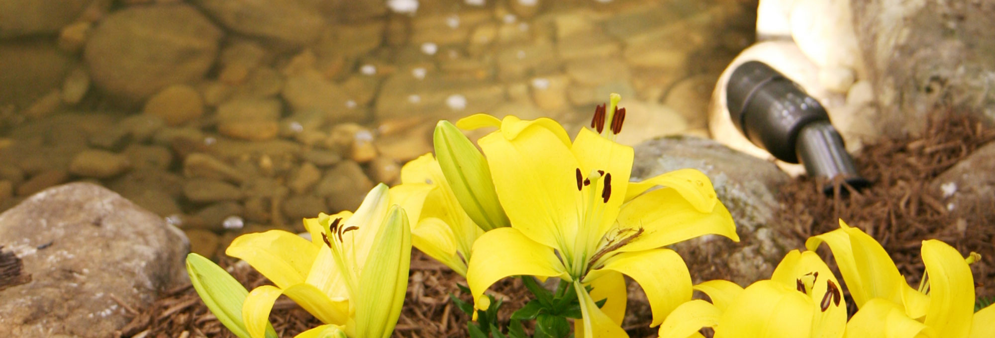 banner-image